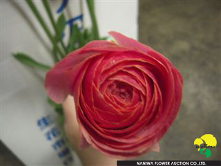 Ranunculus Noan.jpg